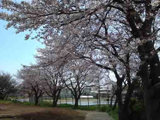 妙正寺下溜池と桜並木