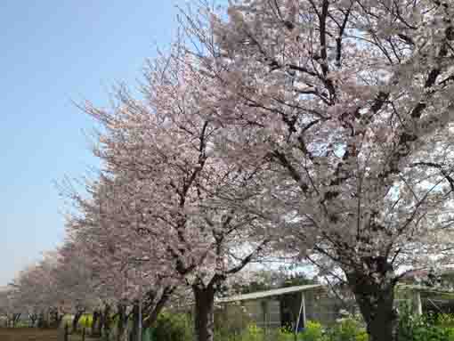 市川東高校正門前の桜並木