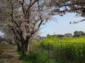 市川東高校前桜並木と菜の花