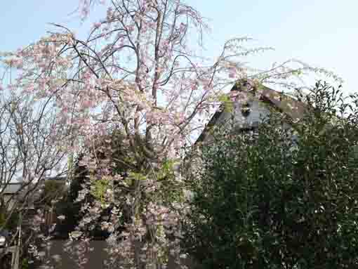 cherry blossoms blooming in the hall