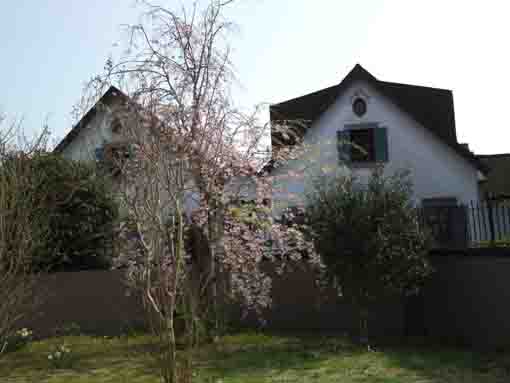 sakura in Higashiyama Kaii Memorial Hall