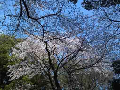網のように空に広がる桜の花