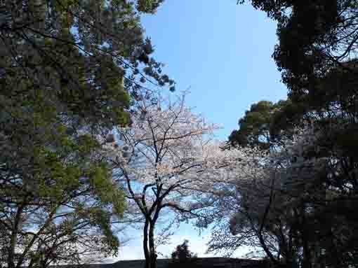 青空に咲く桜の花
