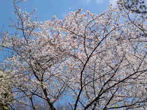 中山法華経寺の桜の天空