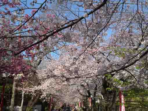 平成最後の法華経寺の桜並木