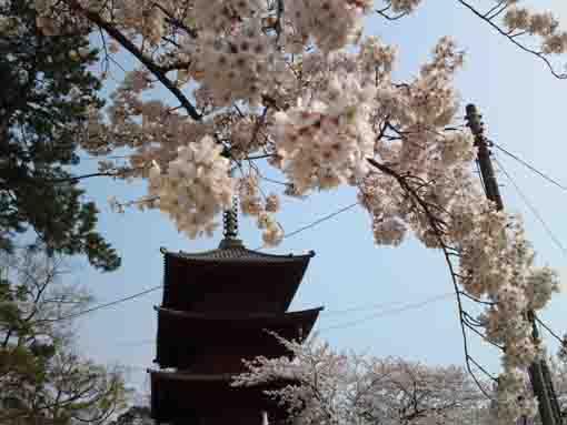 桜の花々と中山法華経寺五重塔