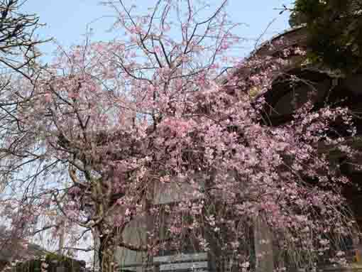 しだれ桜の花と本光寺本堂