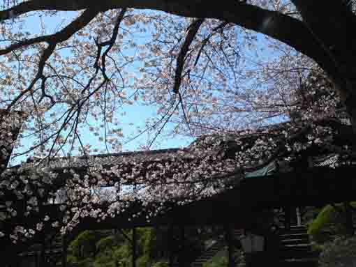 渡り廊下と桜