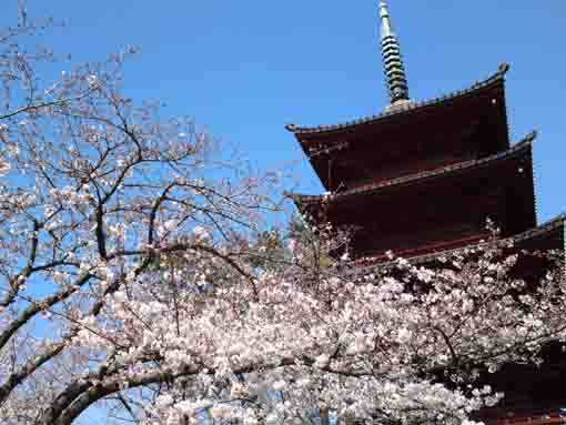 平成最後の桜と法華経寺五重塔