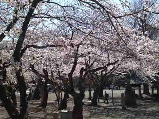 桜の森のような祖師堂前
