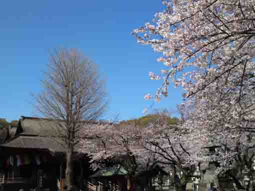 参道からの桜と祖師堂の遠景