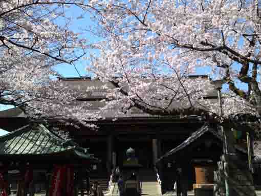 桜に覆われた祖師堂参道
