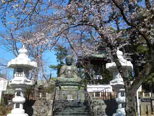 白い石灯籠と中山大仏と桜