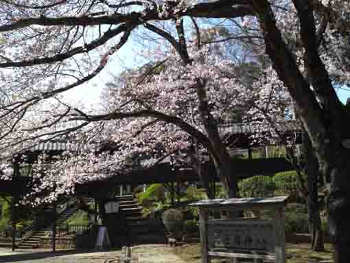祖師堂への渡り廊下と満開の桜