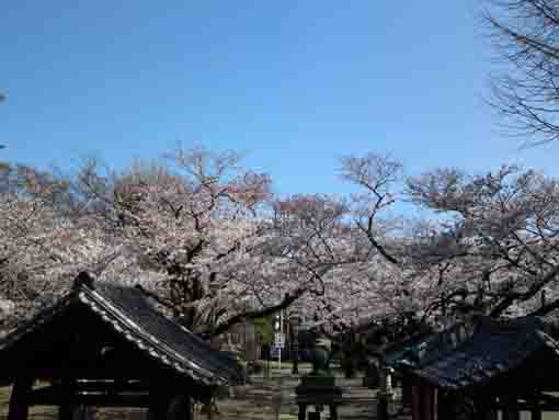祖師堂から望む桜並木