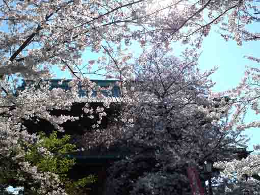 法華経寺の三門と桜