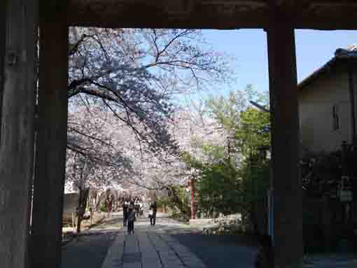 法華経寺の三門越しの桜並木