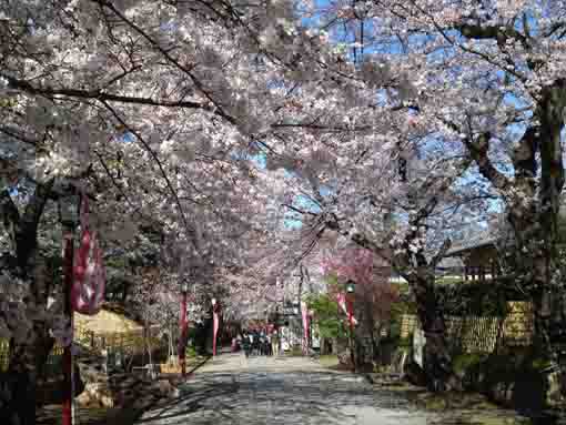 sakura over the approach of Hokekyoji