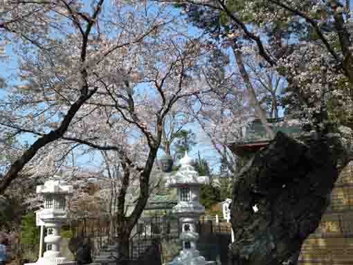 中山大仏と桜の遠景
