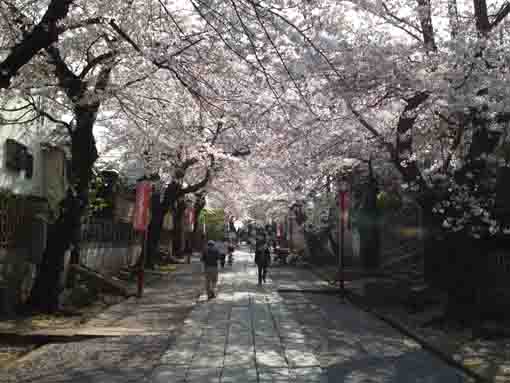 法華経寺参道の桜のトンネル
