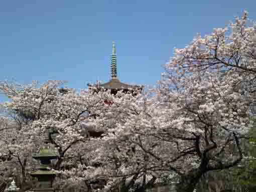 桜に埋もれた法華経寺五重塔
