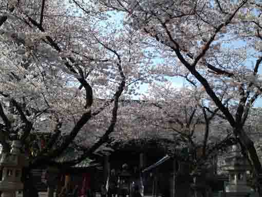 桜に包まれた祖師堂参道
