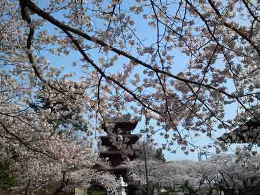 桜に覆われた法華経寺五重塔
