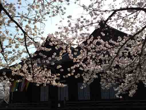 桜と祖師堂の屋根