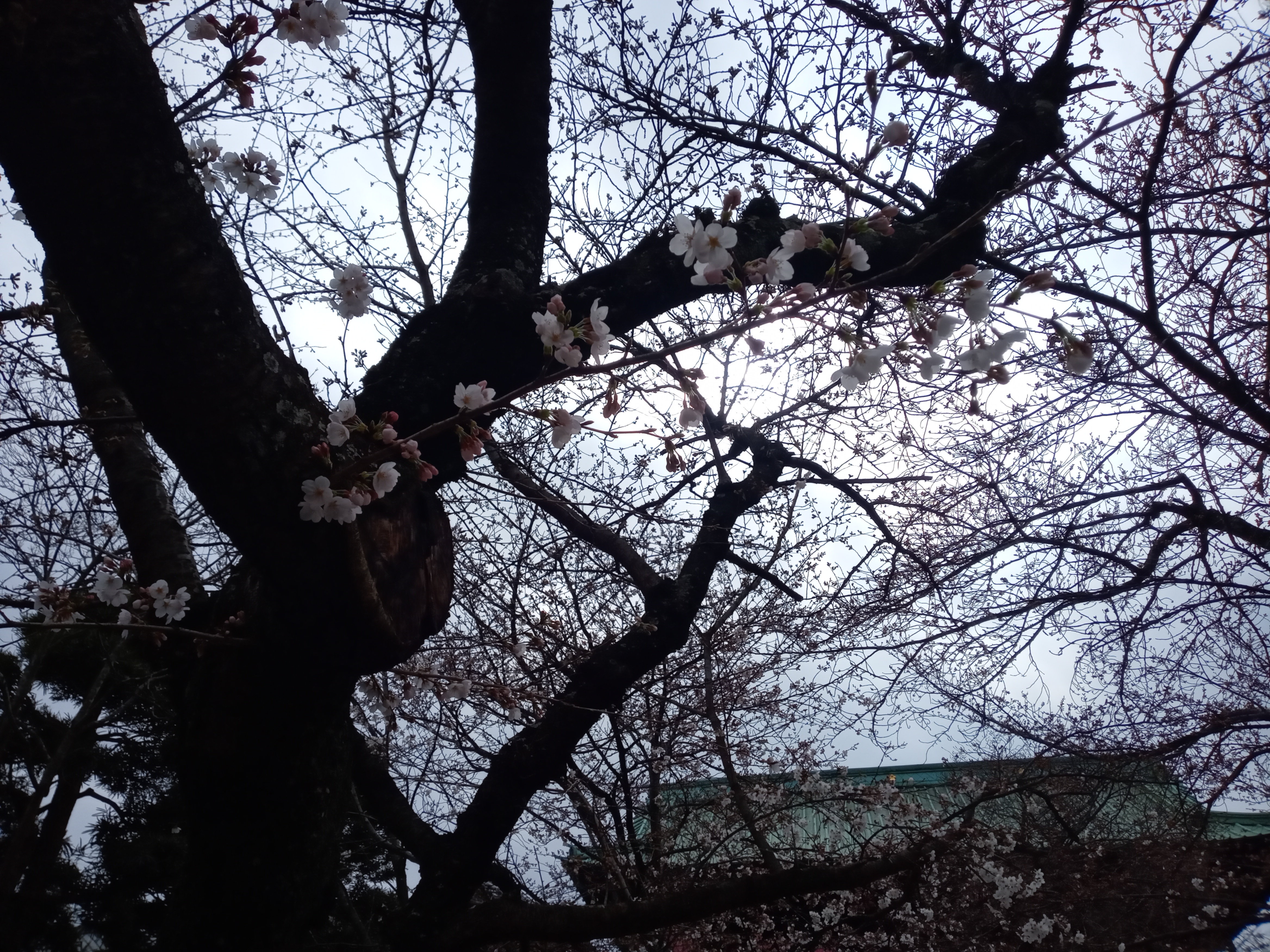 令和５年法華経寺で開花したソメイヨシノ１