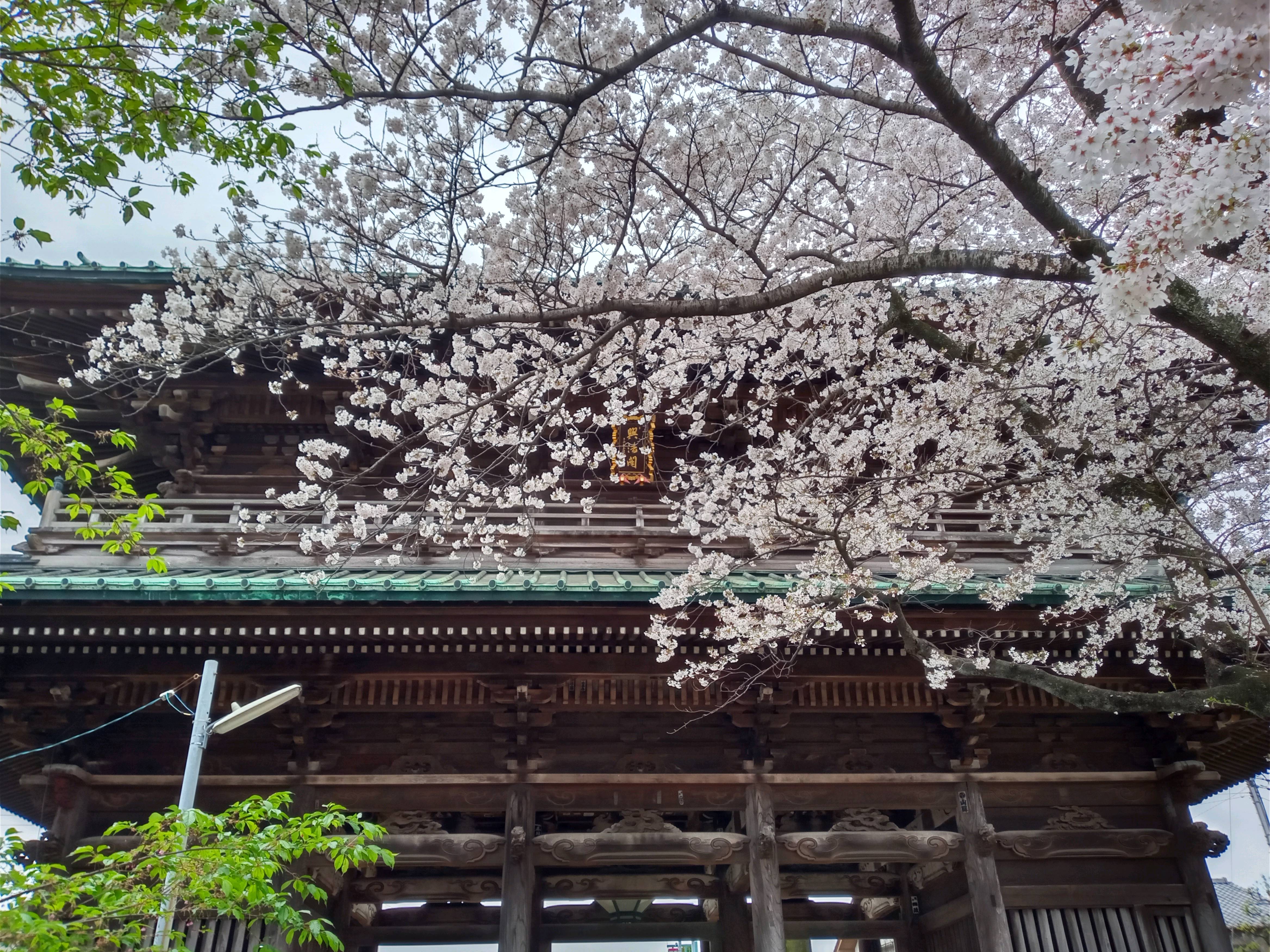 令和５年中山法華経寺満開のソメイヨシノ２