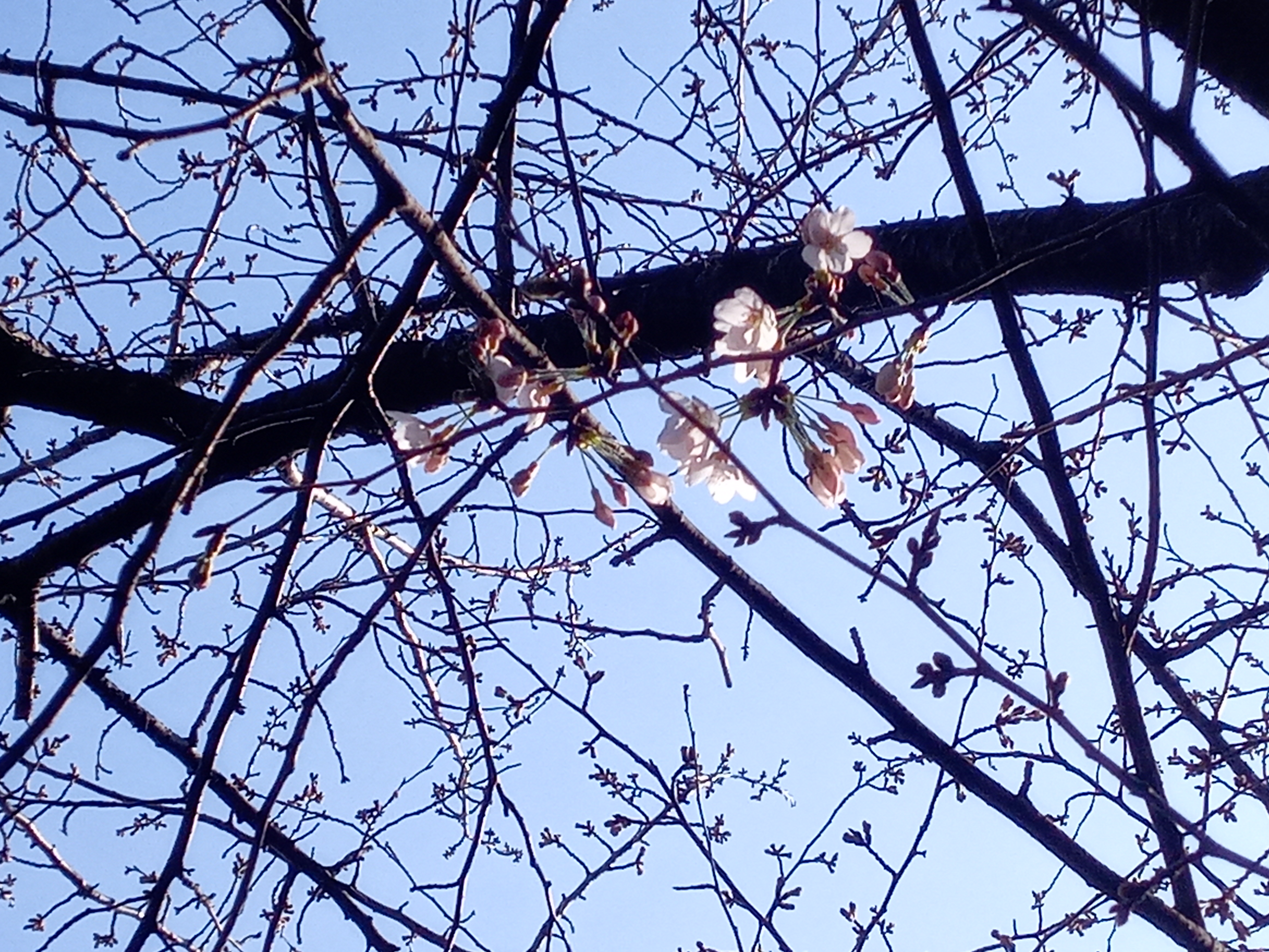 令和５年一之江境川親水公園で開花した桜２