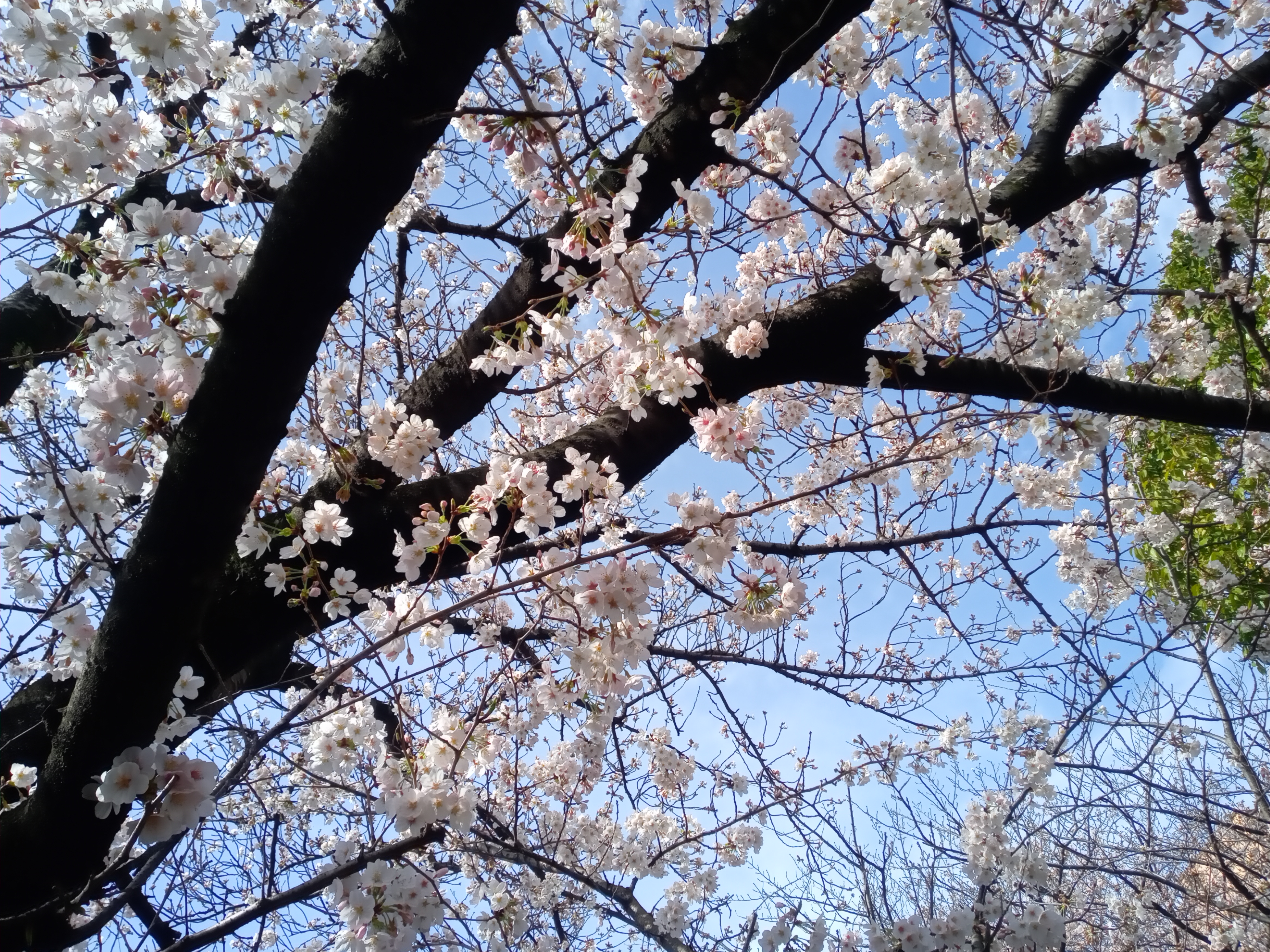 令和５年一之江境川親水公園三分咲きの桜１