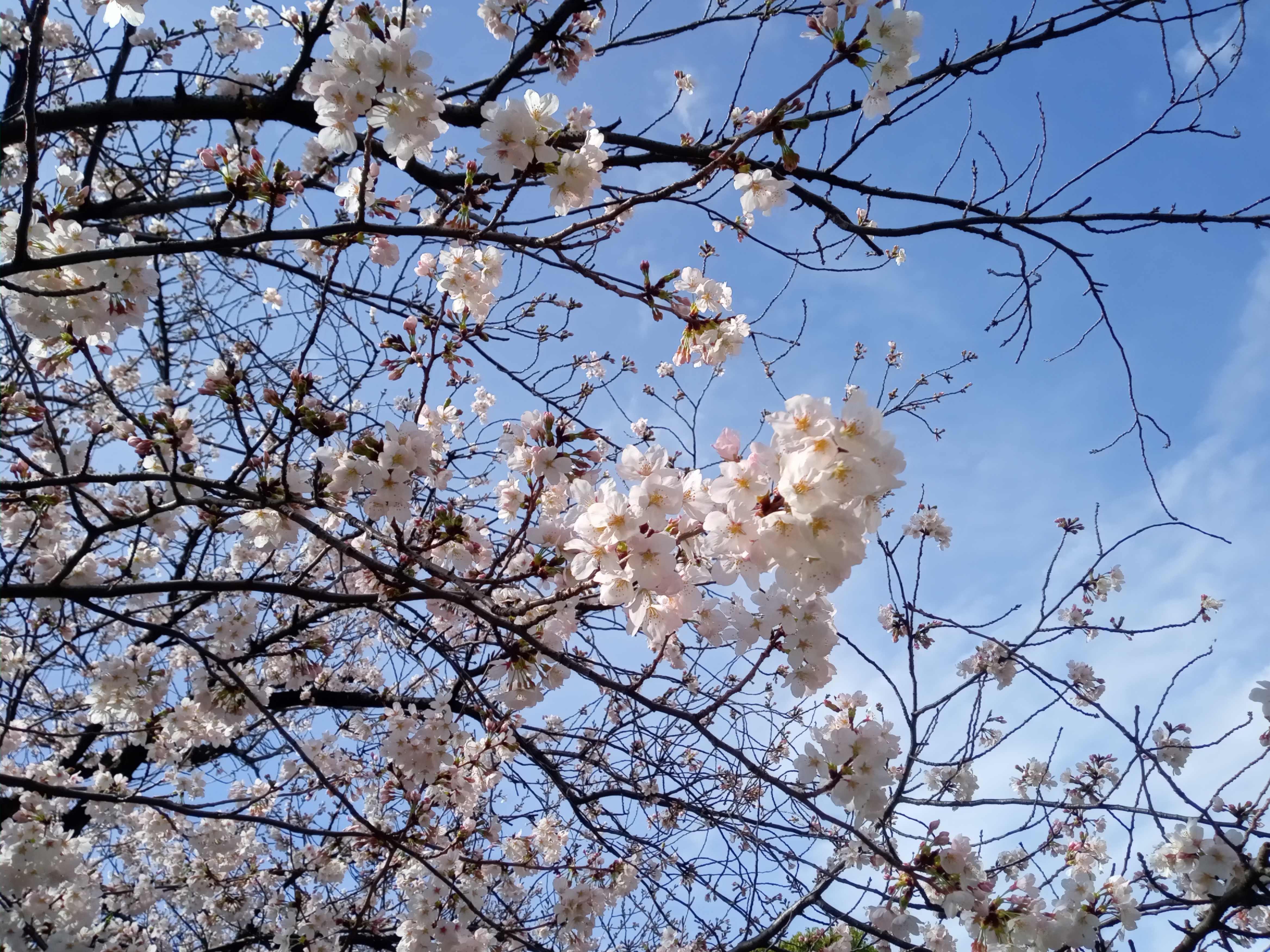 令和５年一之江境川親水公園三分咲きの桜２