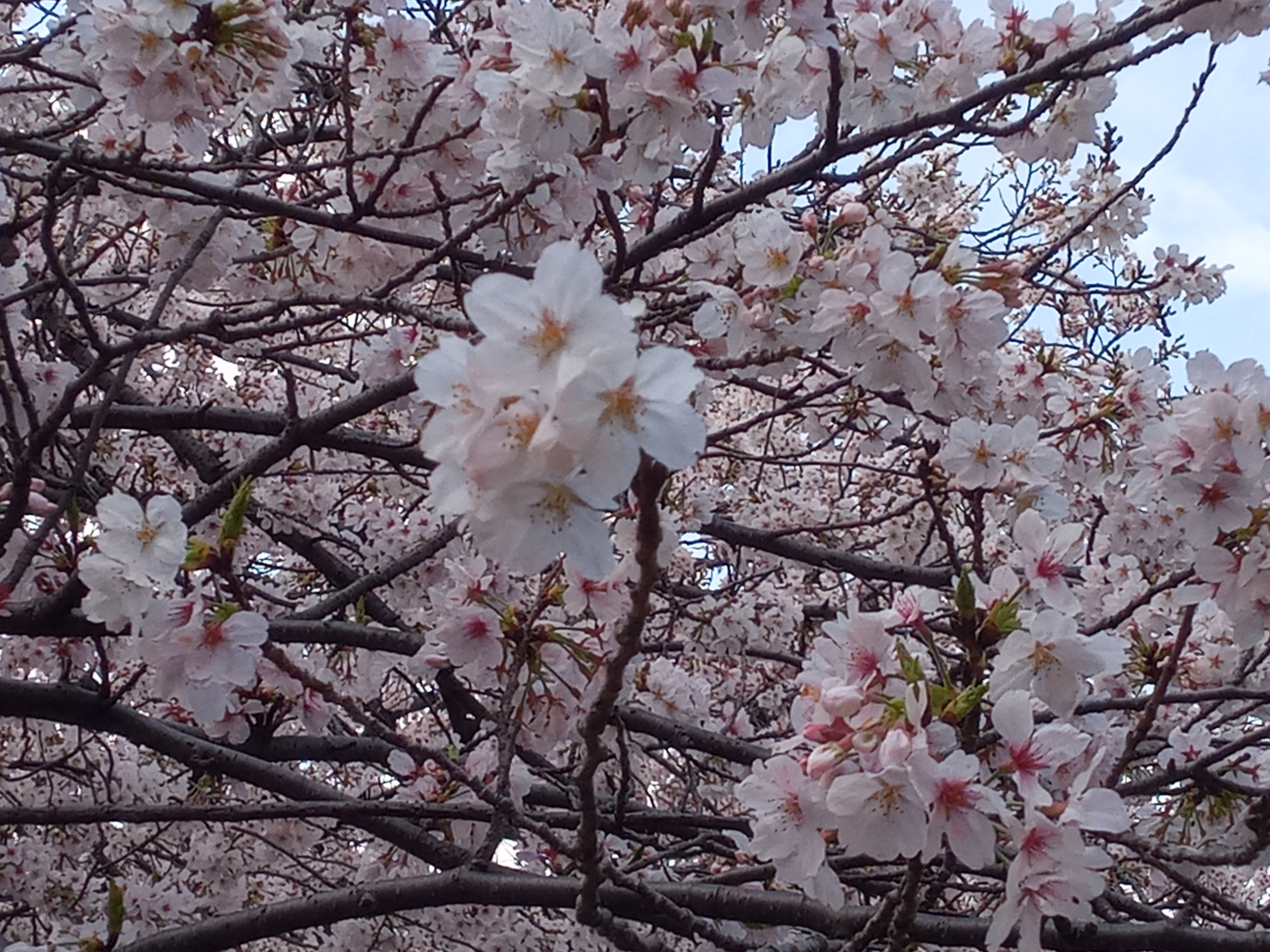 令和５年一之江境川親水公園満開の桜の花々