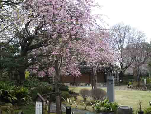 spring in Ichinoe Makkotei