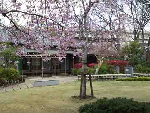 枝垂桜と一之江抹香亭