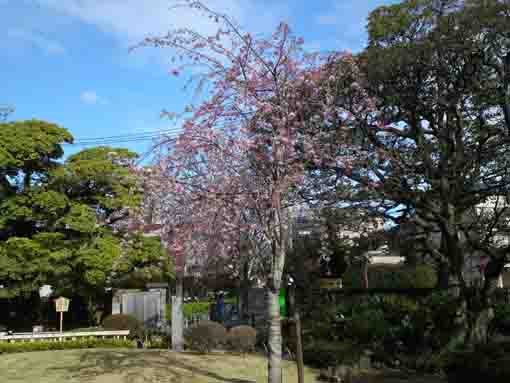 weeping cherry tree and green trees