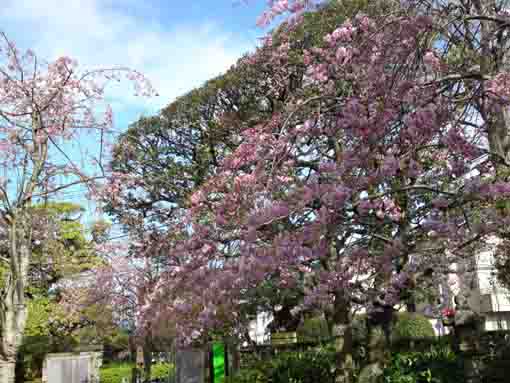 sakura in green wall