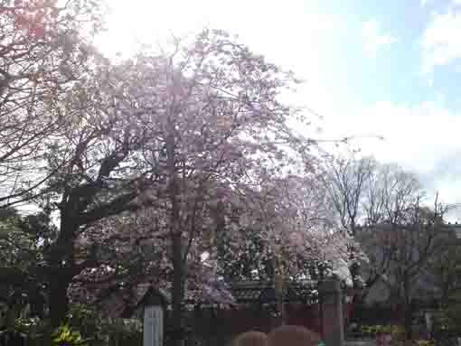 fully blooming cherry blossoms