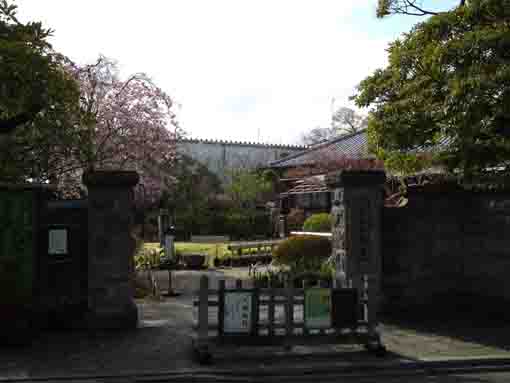 viewing for cherry blossoms through the gate