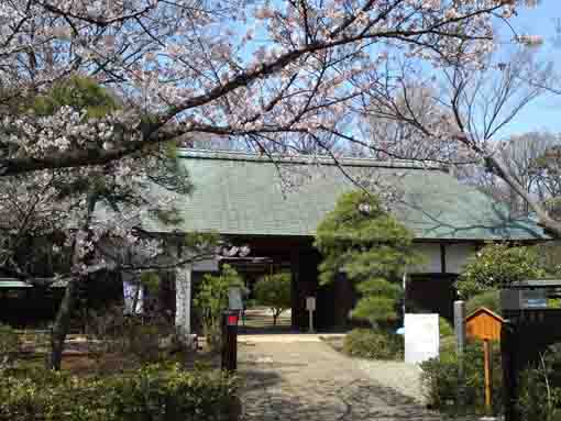 cherry blossoms and Ichinoe Nanushi Yashiki