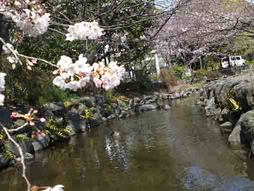 sakura hanging over the river