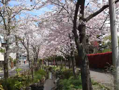 一之江境川親水公園春の画像