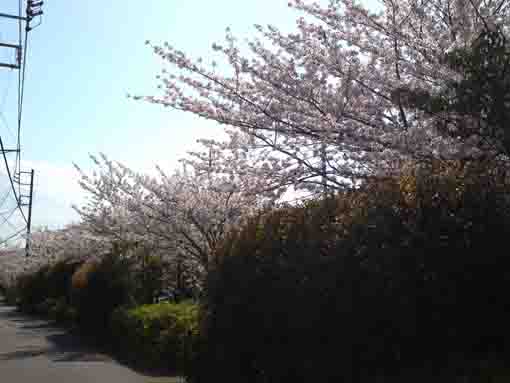 cherry trees along the side way at Ichinoe