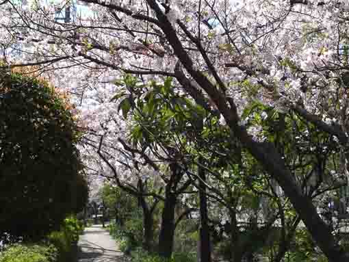 cherry blossoms on the path