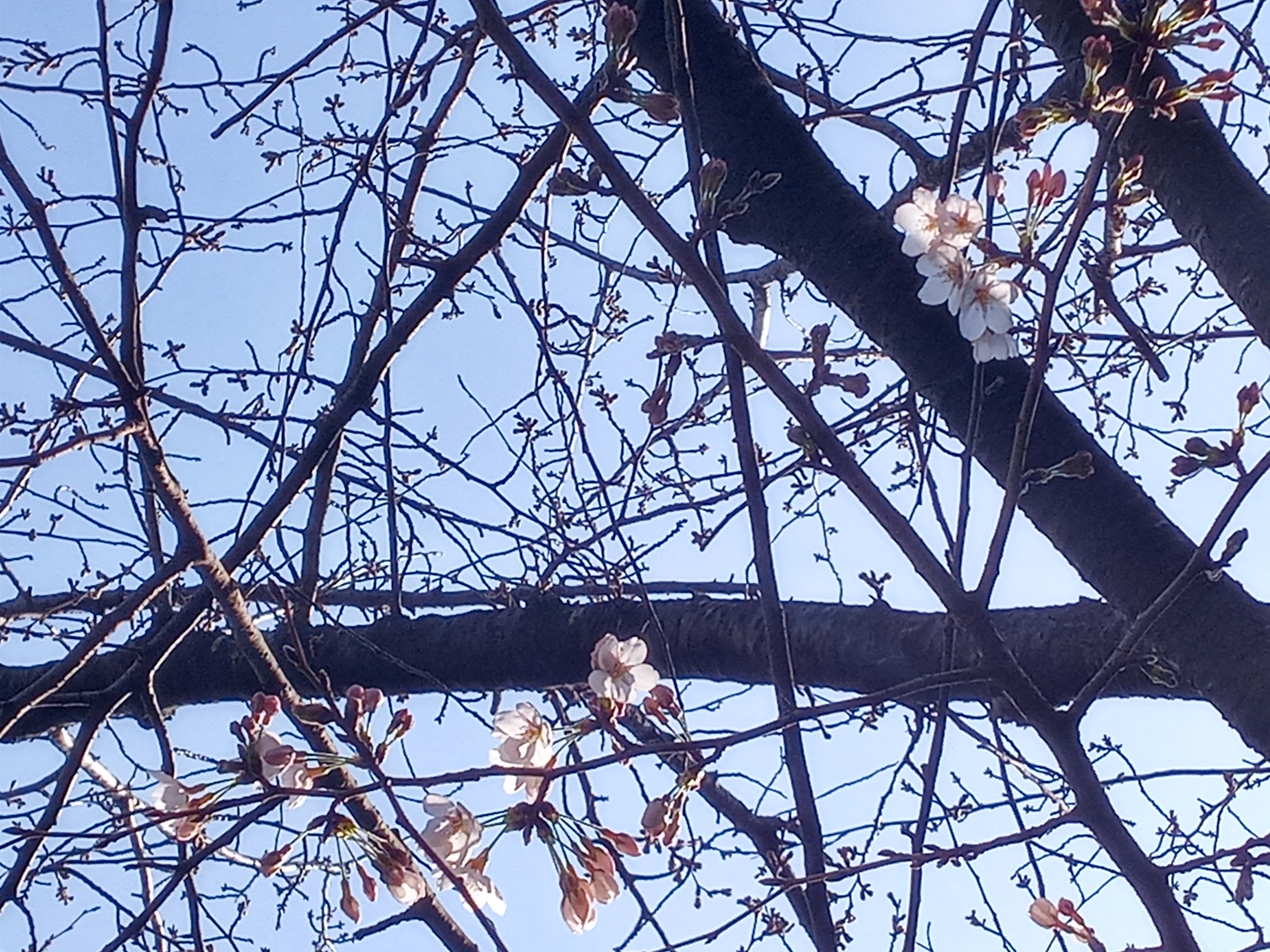 令和５年一之江境川親水公園で開花した桜１