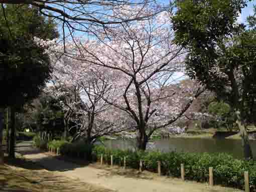 sakura over Junsaiike Pond