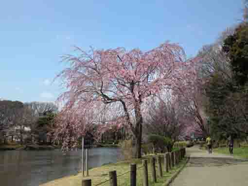 the view of the pond through blossoms