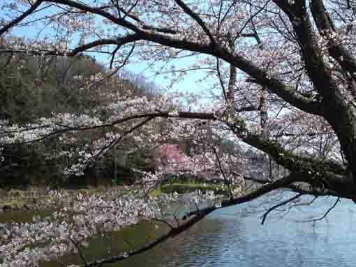 drooping cherry blossoms across the pond