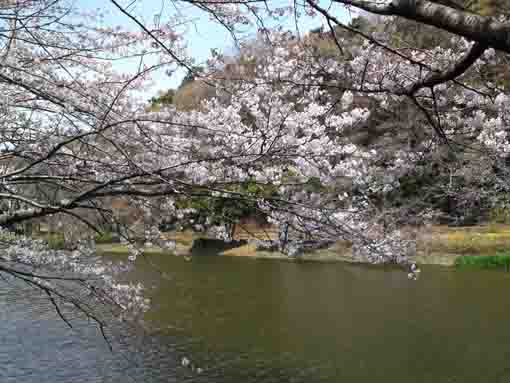 cherry blossoms and Junsaiike Pond